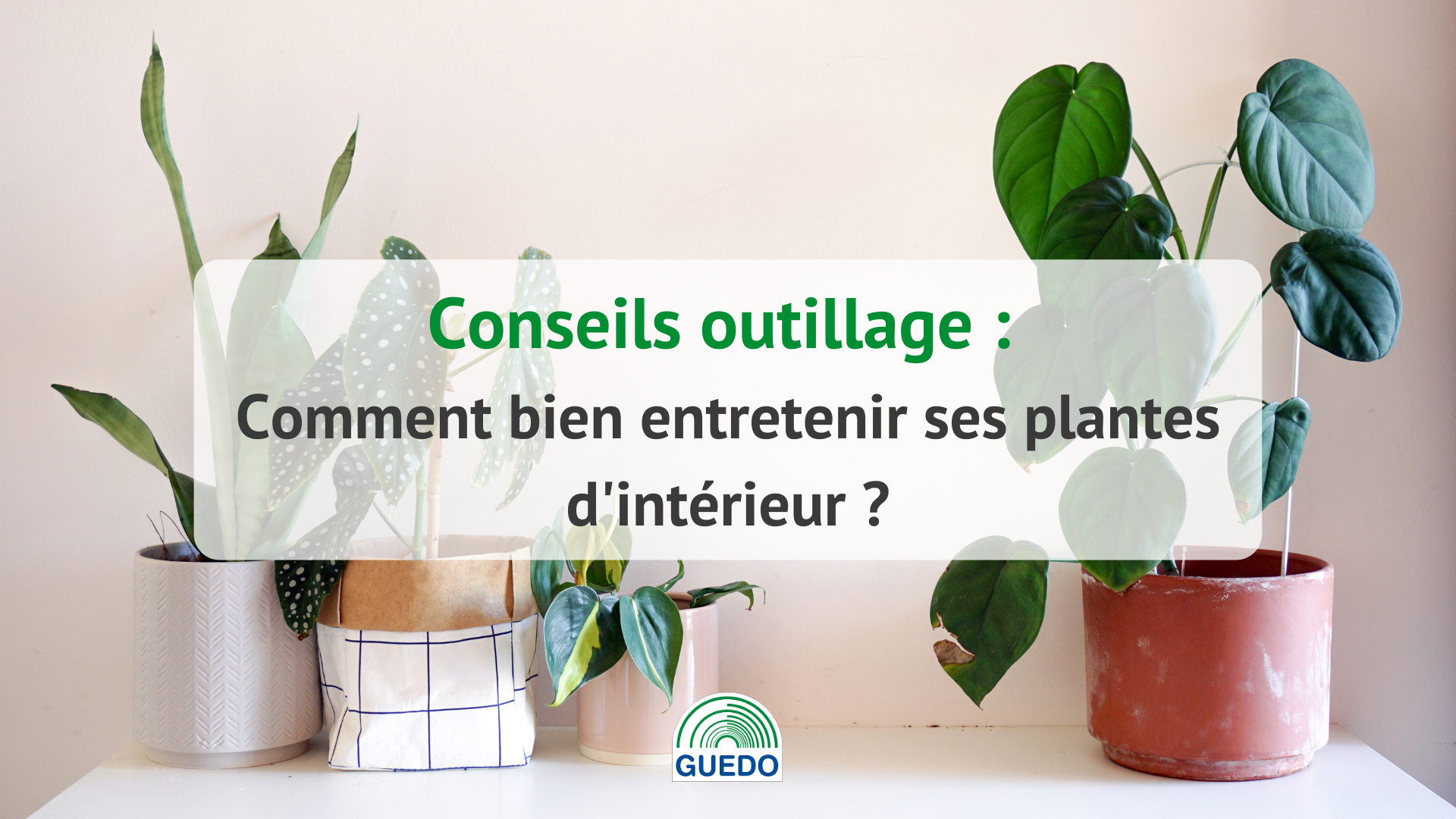 Cinq conseils pour l'entretien de vos plantes d'intérieur – Blog BUT