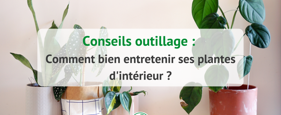 Plantes d'intérieur : les conseils pour nettoyer leurs feuilles