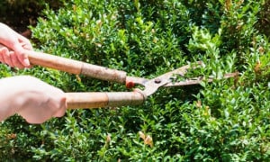 Sécateur de jardin professionnel haut de gamme : sans fil