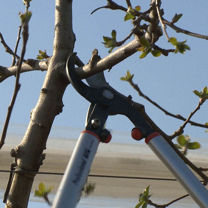 BAHCO Ebrancheur demultiplie 60cm - P280-SL-60
